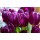 Fototapetai Violetinės tulpės